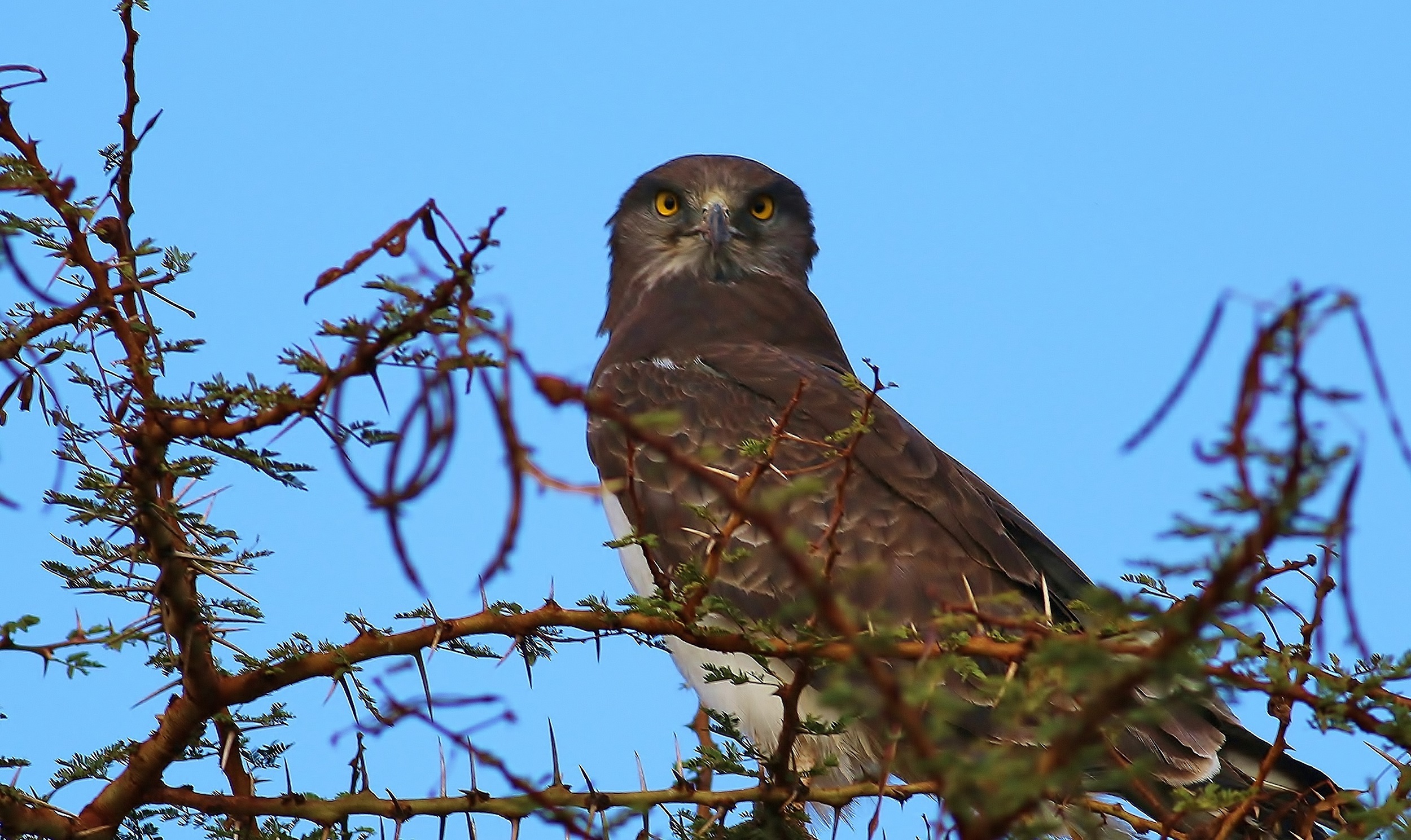 Black-chested Snake-Eagle